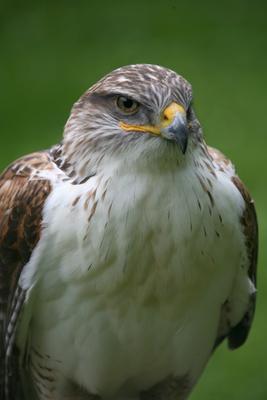 Königsrauhfußbussard de Martina Berg