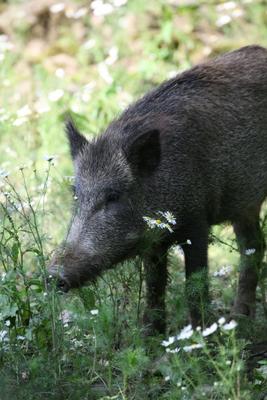 Schweinerei de Martina Berg