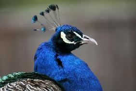 Blauer Pfau