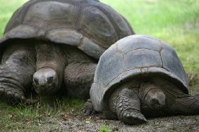 Seychellen-Riesenschildkröte