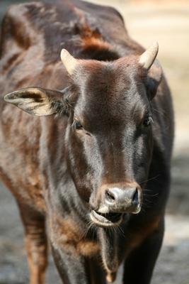 Zebu