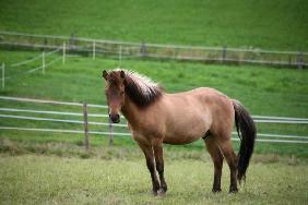 Haflinger