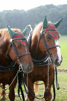 Polnisches Warmblut