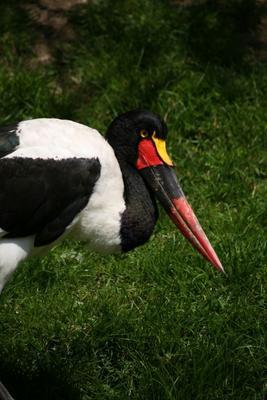 Sattelstorch