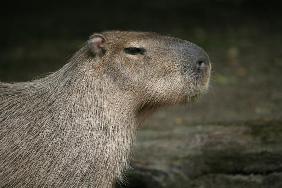 Capybara