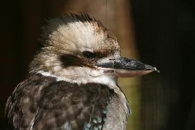 Kookaburra