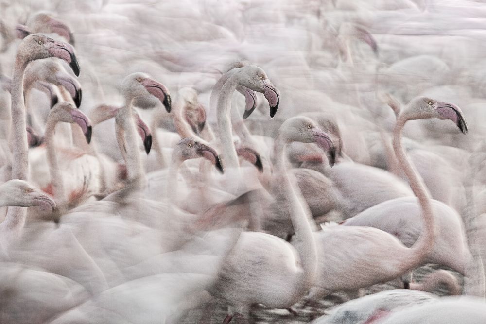 In the Pink transhumance de Martine Benezech