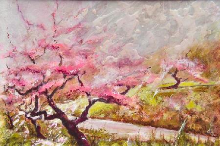 almond blossom in the mountains