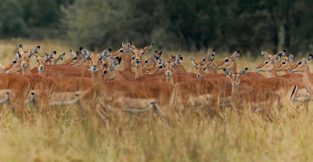 Eyes in the crowd de Massimo Mei