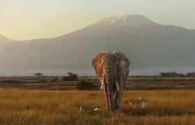 Under the roof of Africa