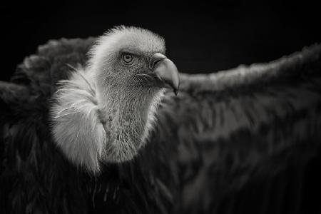 Griffon Vulture