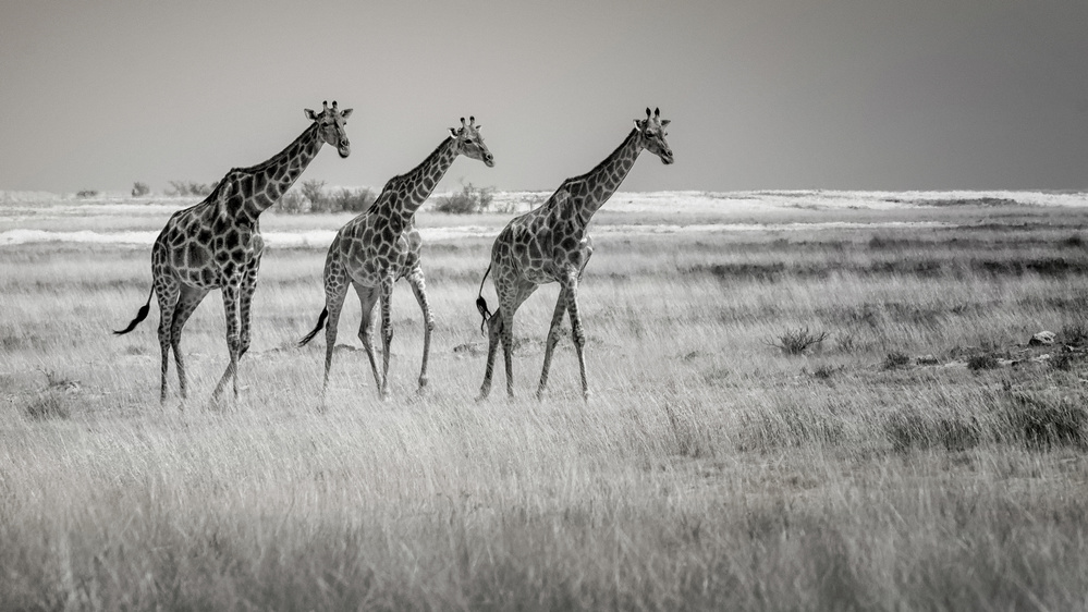 Come on girls. Lets go home! de Mathilde Guillemot