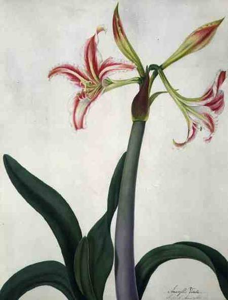 Amaryllis Vitata (w/c and gouache over pencil on vellum) de Matilda Conyers