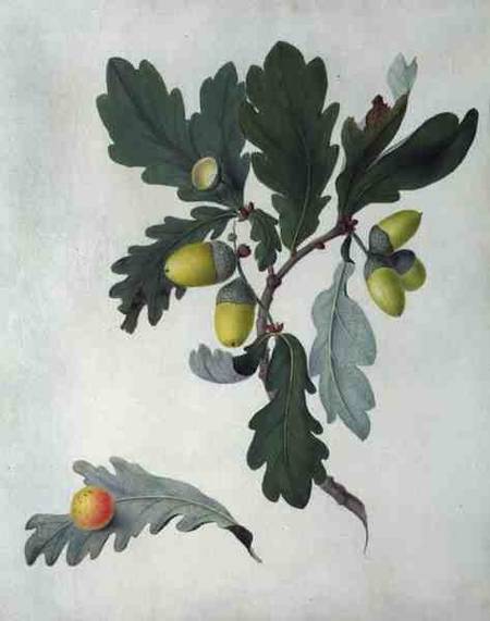 Quercus (w/c and gouache over pencil on vellum) de Matilda Conyers