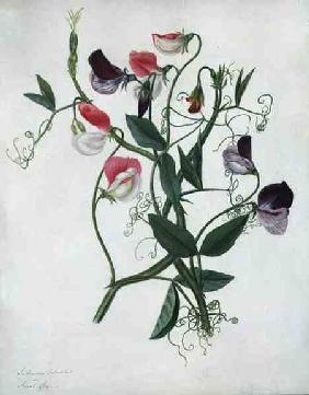 Lathyrus Odoratus (w/c and gouache over pencil on vellum)