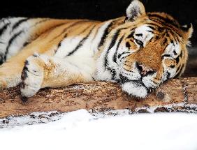 Tiger im Schnee