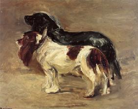 two spaniels