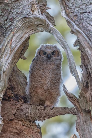 Great Horned Owl I