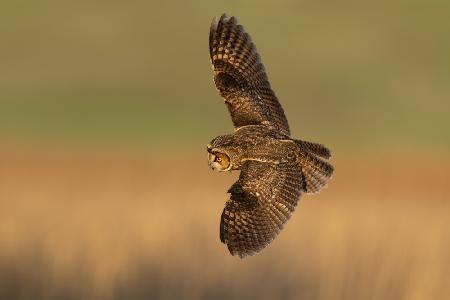 Long-eared owl