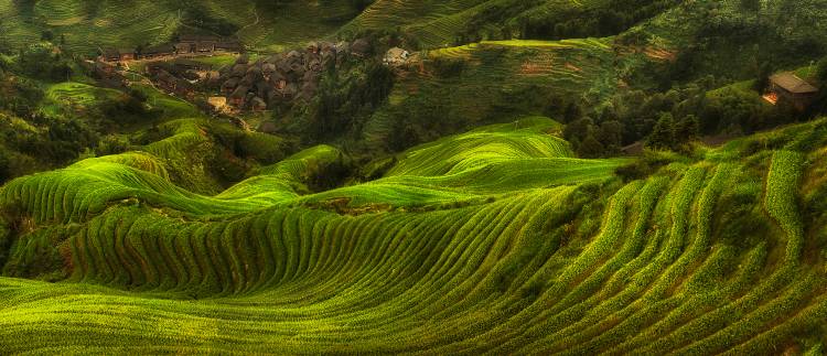 waves of rice - the dragon's backbone de Max Witjes