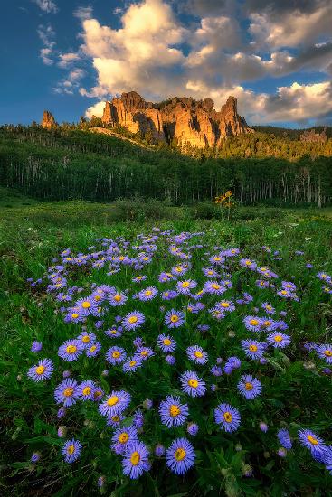 Canyon and Daisies