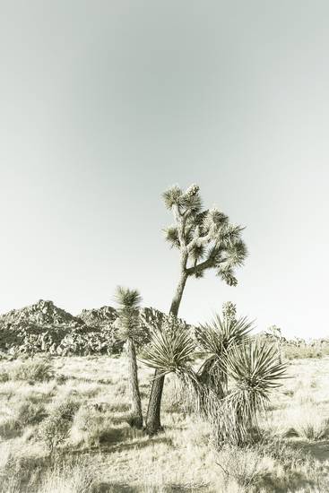 Joshua Tree National Park | Vintage