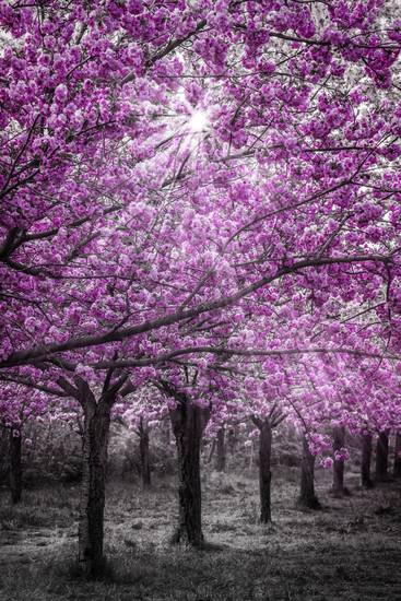 Cerezos en flor a la luz del sol 