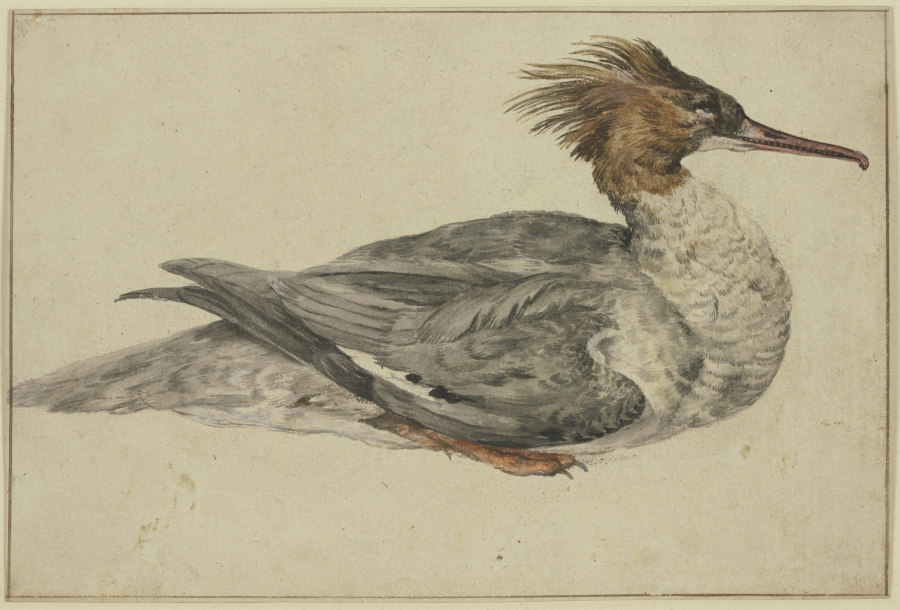 Liegende Ente mit brauner Haube, rotem Schnabel und Füßen de Melchior de Hondecoeter