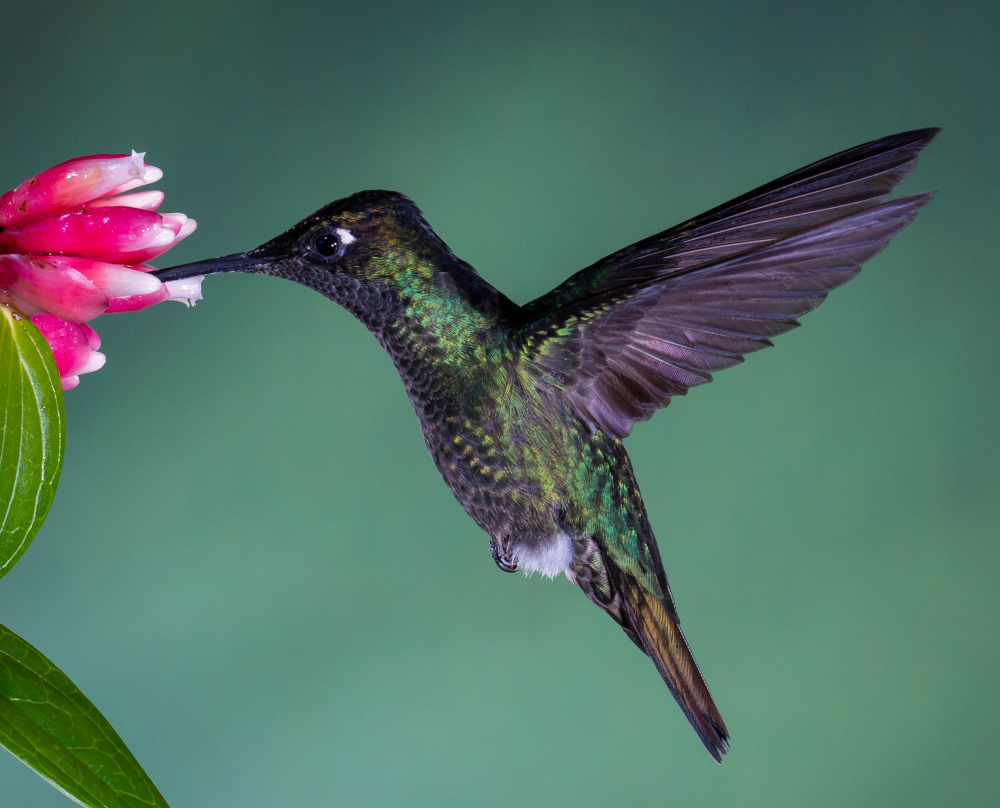 Costa Rican Hummingbird de Melissa Theil