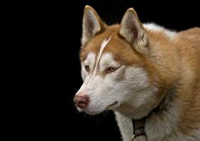 Siberian Husky