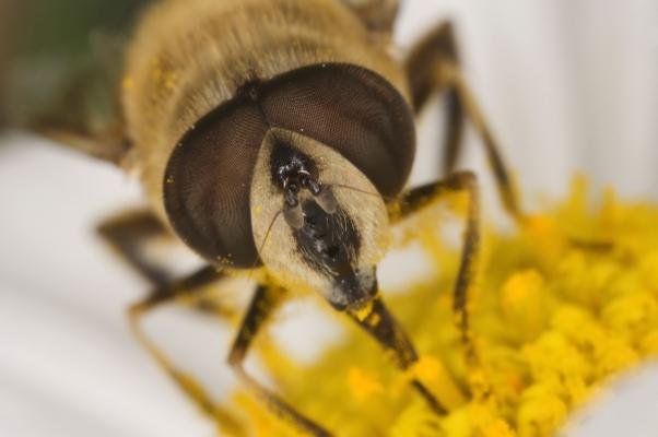 Schwebfliegenportrait de Michael Serrahn