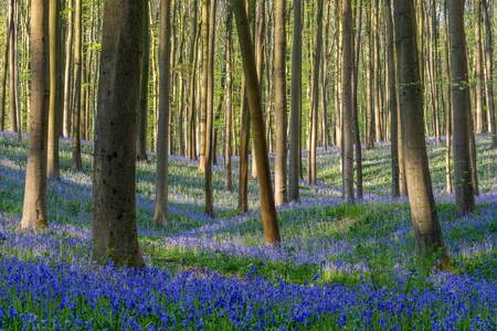 Hallerbos in Belgien im Frühling