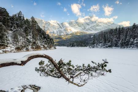 Kiefer am Eibsee im Winter