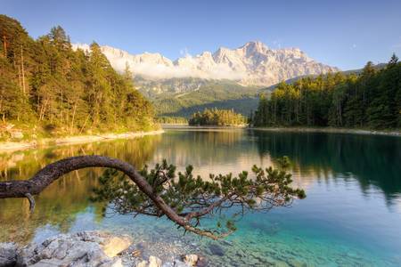 Kiefer am Eibsee in Bayern