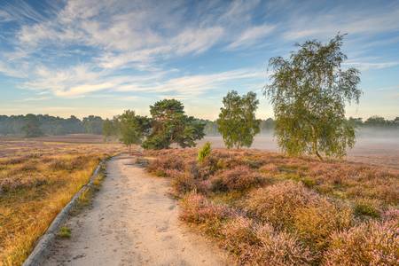 Morgensonne in der Westruper Heide