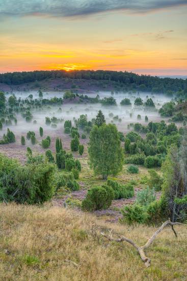 Morgenstimmung in der Lüneburger Heide