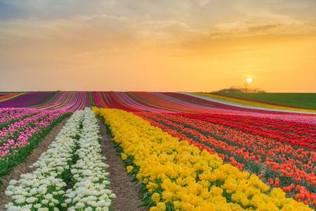 Tulpenfeld im Rheinland bei Sonnenuntergang