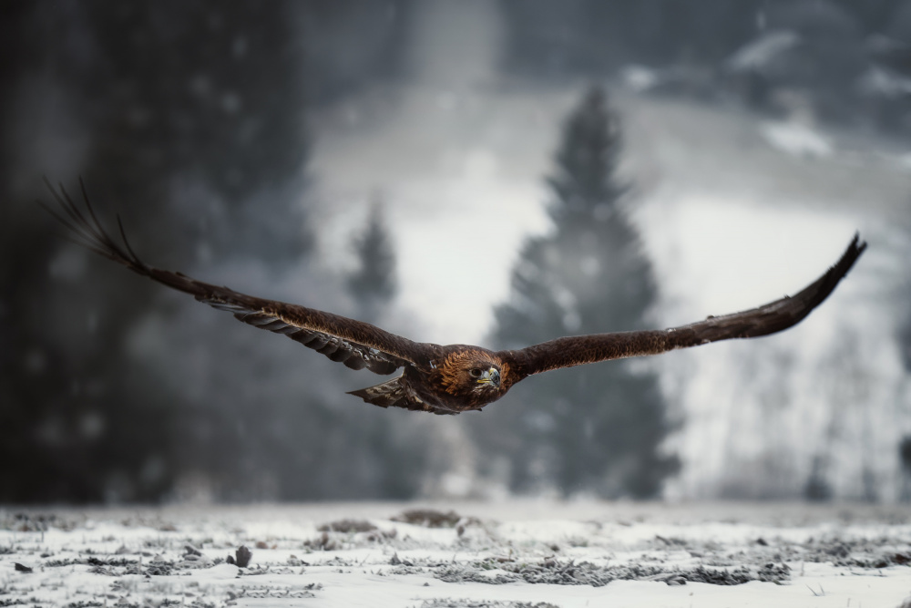 Eagle in winter time de Michaela Firešová