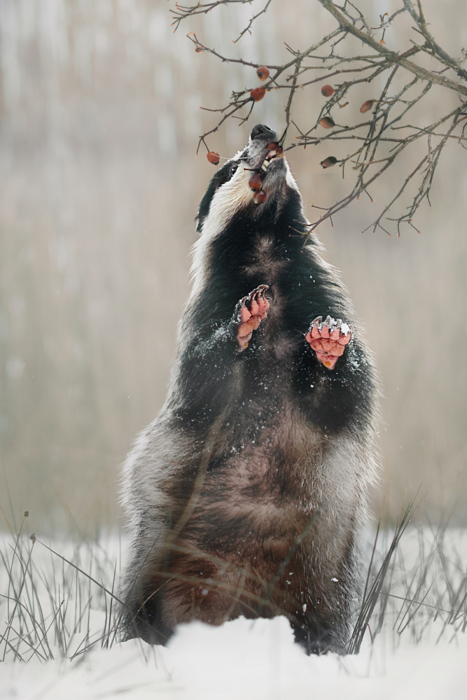 Badger with rosehips de Michaela Firešová