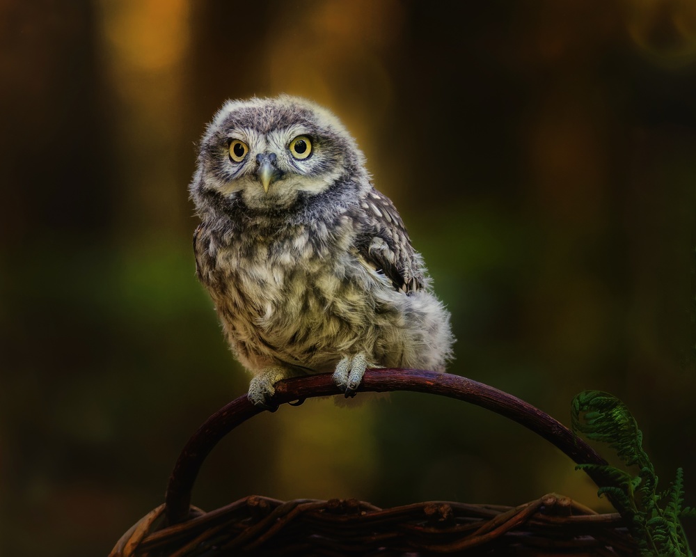 Small screech owl de Michaela Firešová