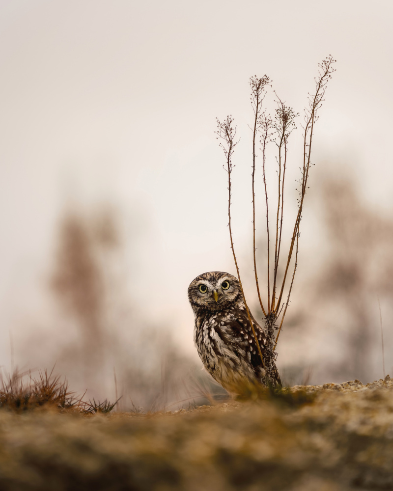 Screech owl in the morning de Michaela Firešová