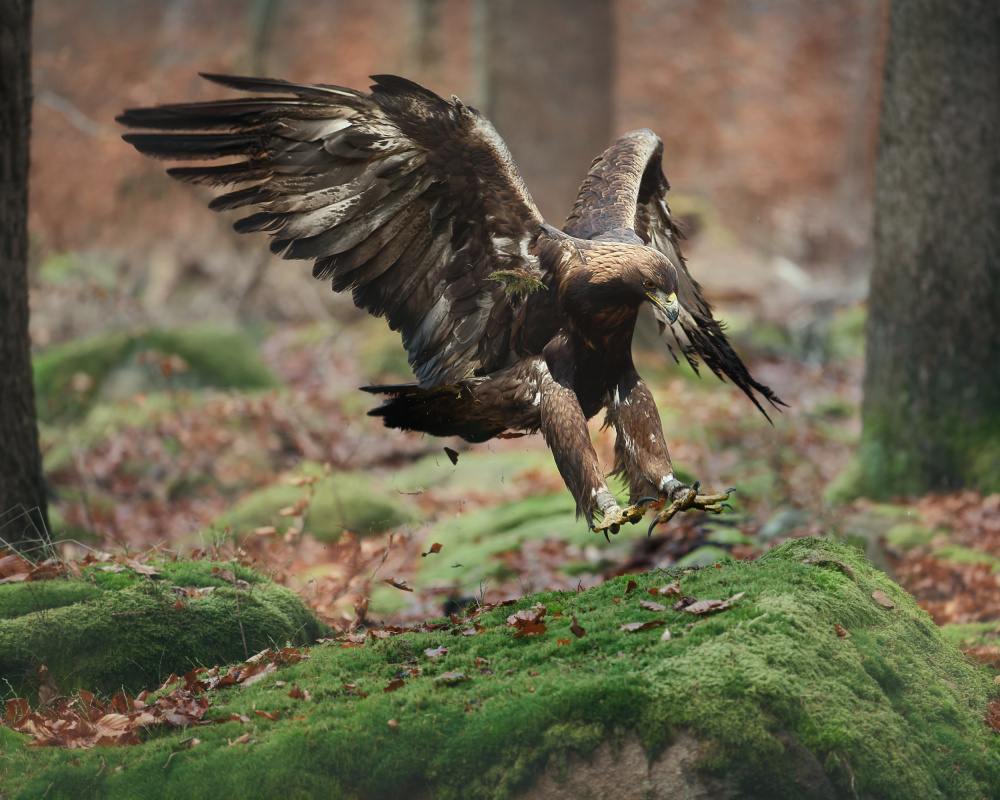 Landing eagle de Michaela Firešová