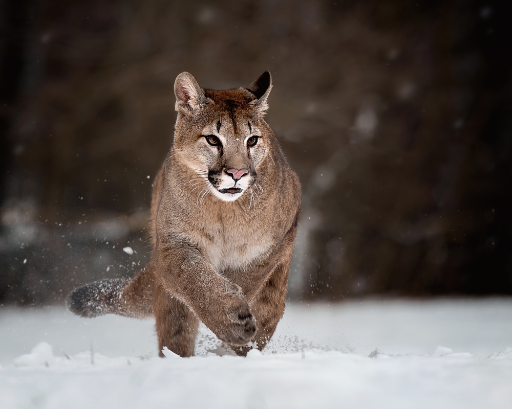 Cougar on snow de Michaela Firešová