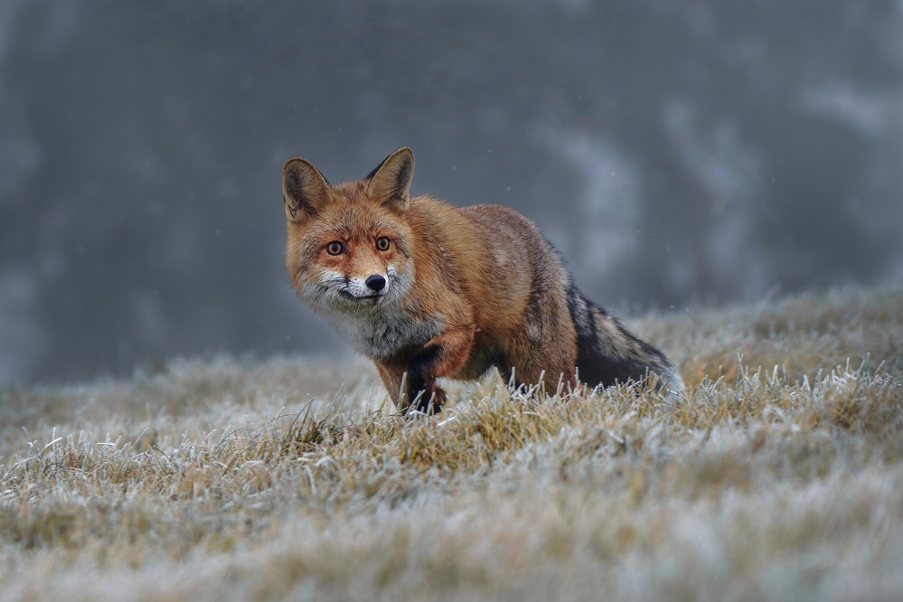 Red fox de Michaela Firešová