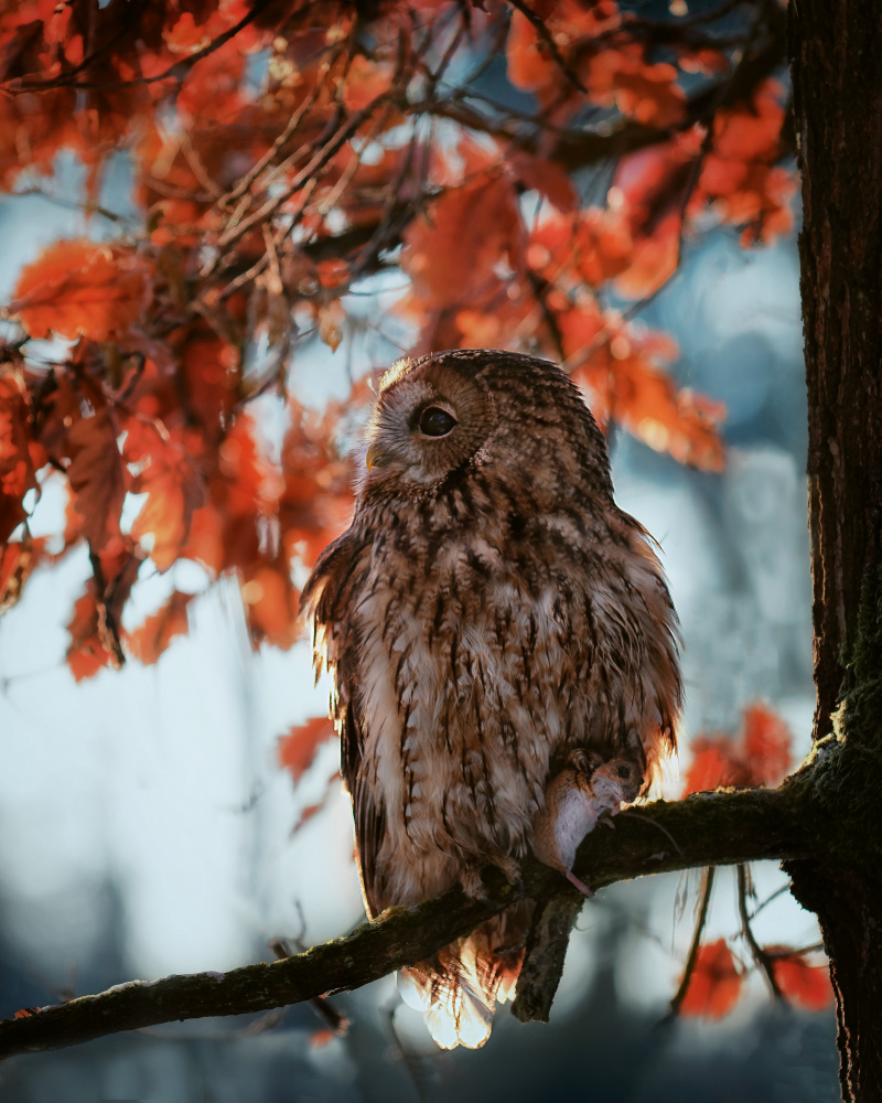 Resting owl with prey de Michaela Firešová