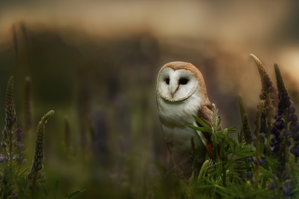 Barn owl de Michaela Firešová