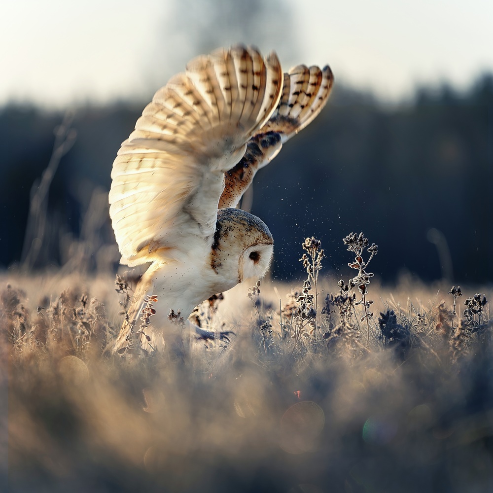 Barn owl at sunrise de Michaela Firešová