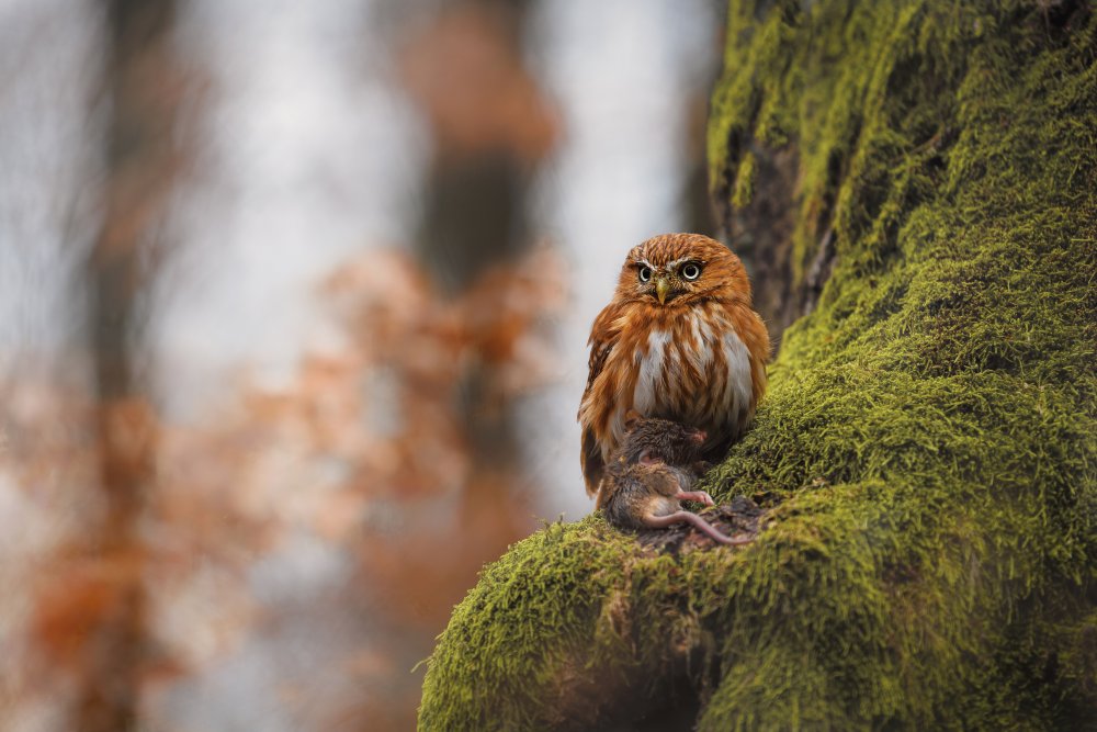 Pygmy owl de Michaela Firešová