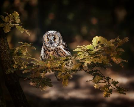 Long eared owl