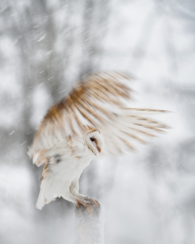 White angel de Michaela Firešová